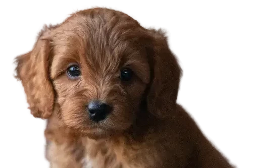 Cockapoo puppy