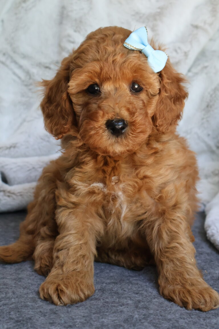 Phoebe