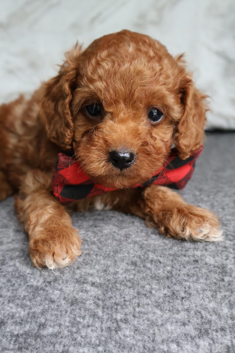 Pip