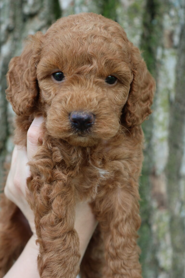 Milly