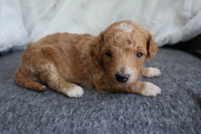 Hank