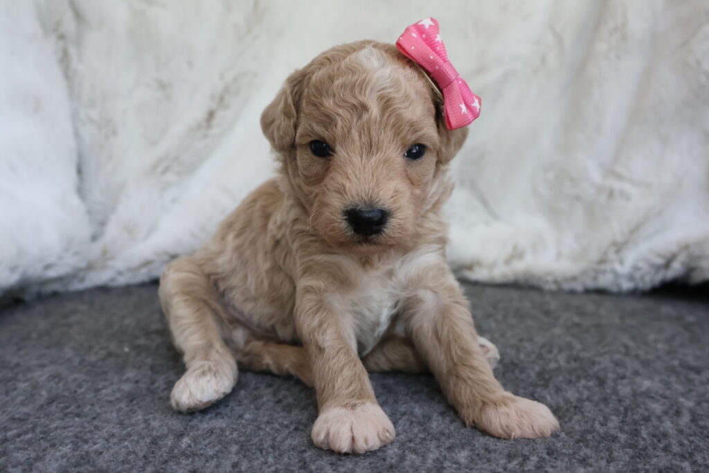 Harper