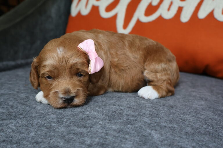 Penelope