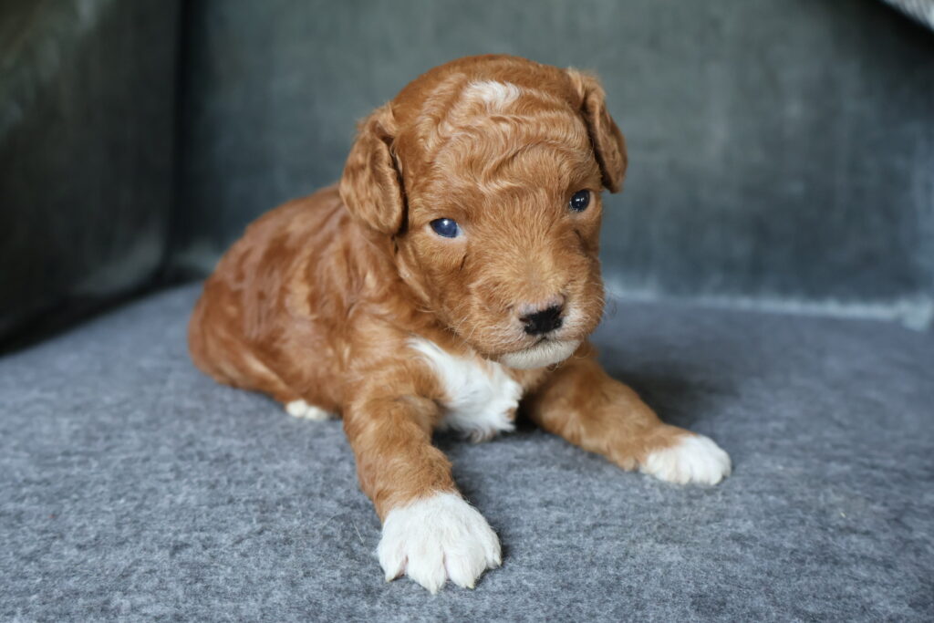 Koda