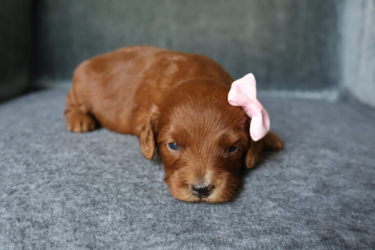 Hazel