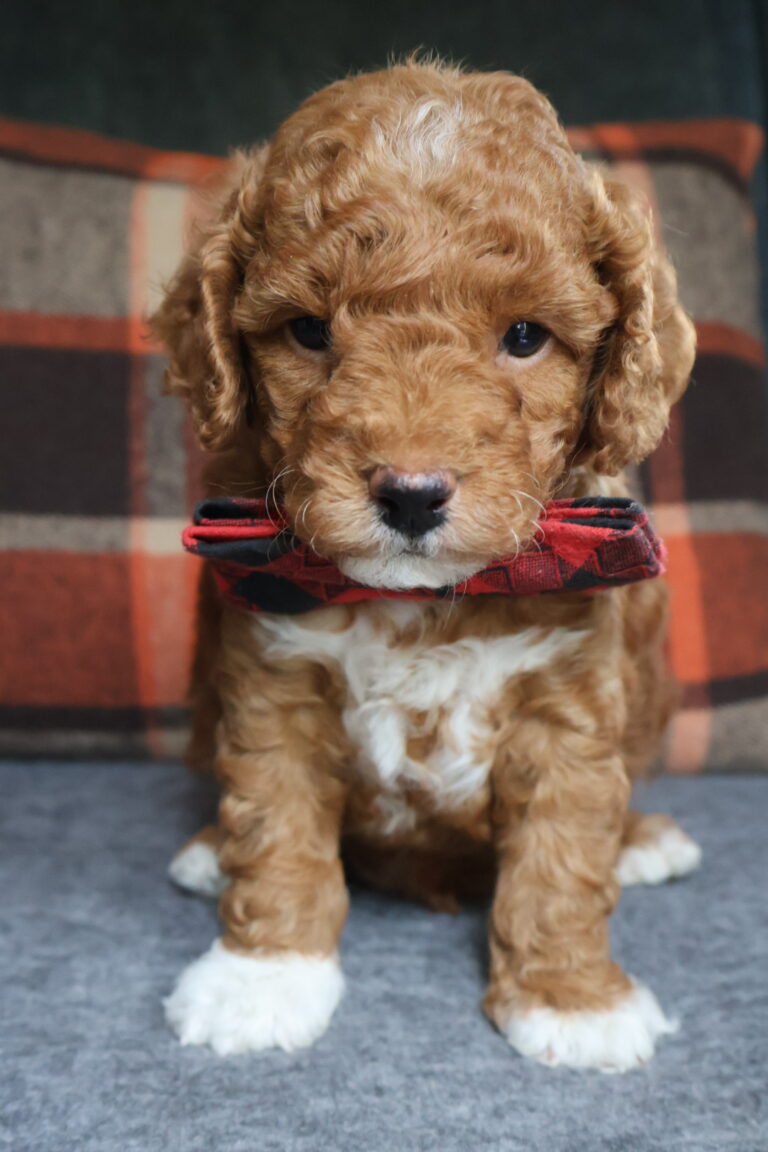 Koda