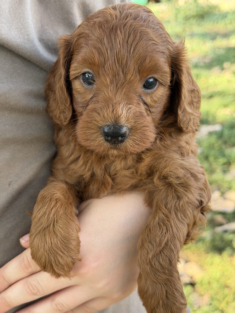 Hazel