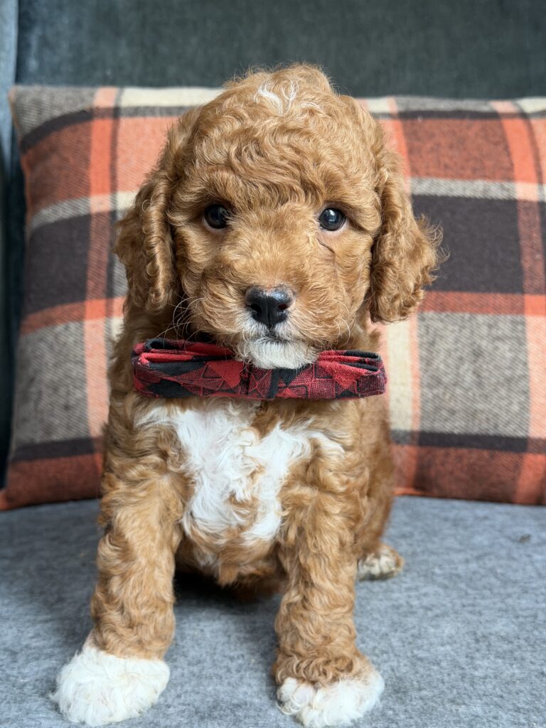 Koda