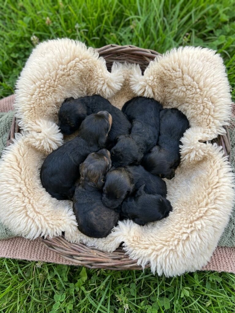 Cockapoo