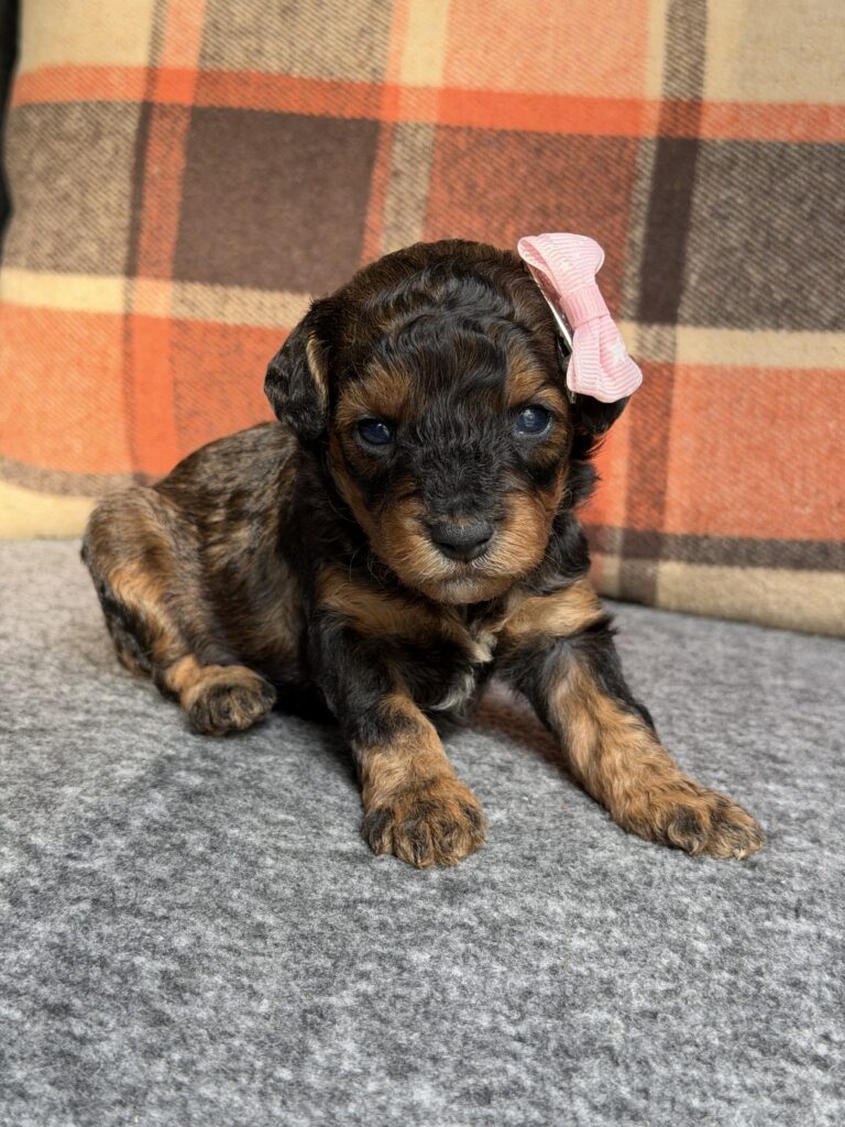 Holly