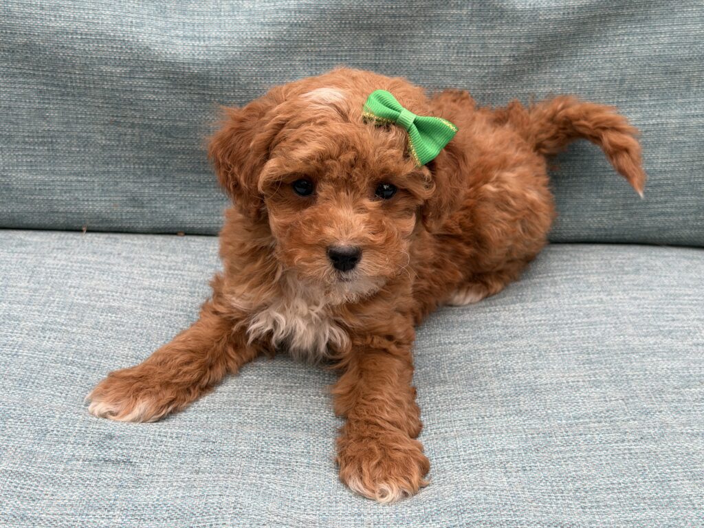 Penny