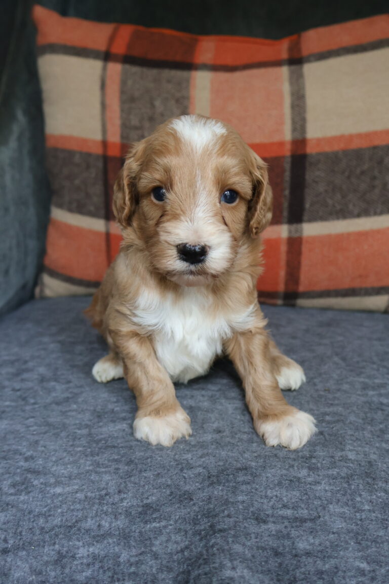 Oliver