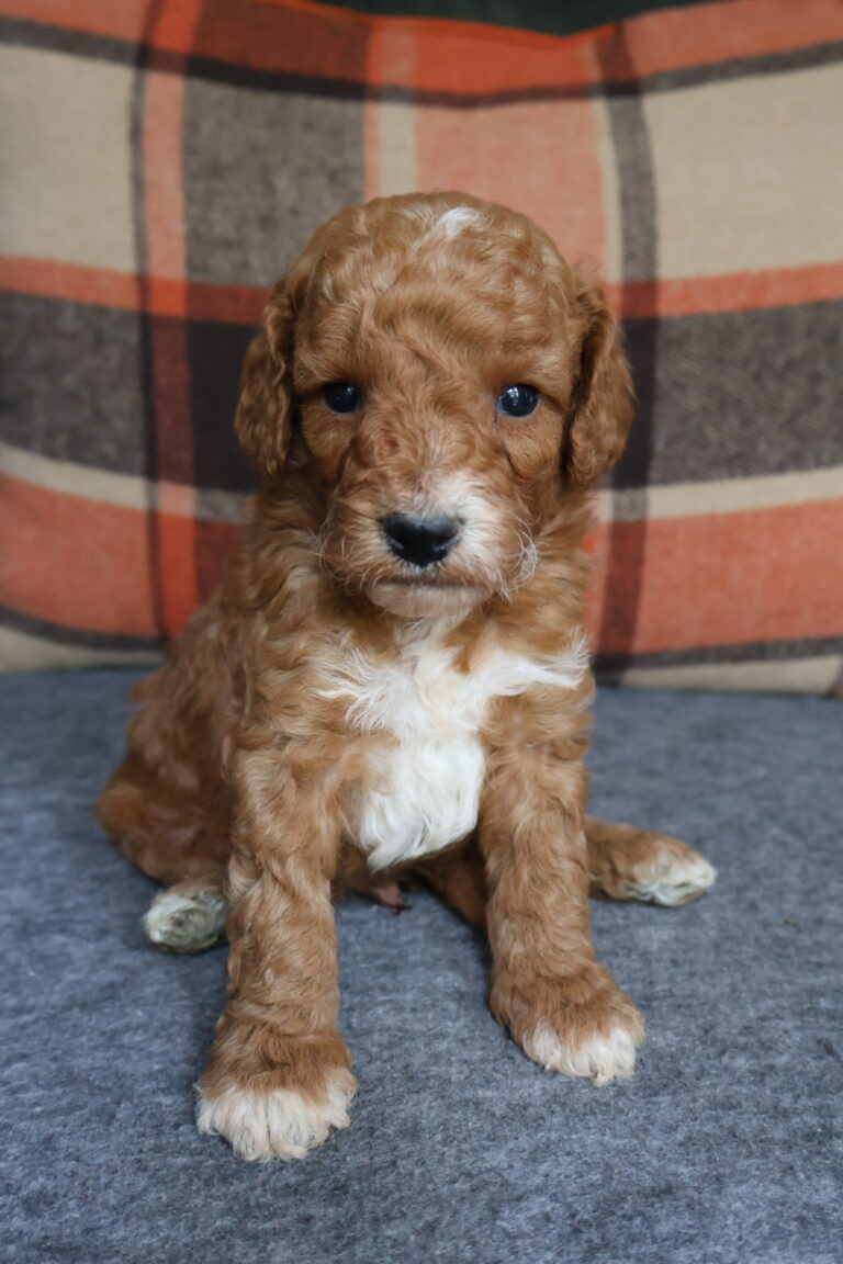Teddy
