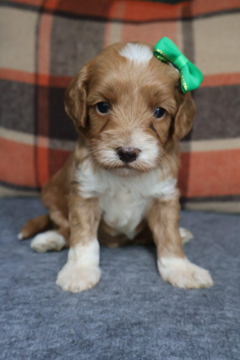 Daisy