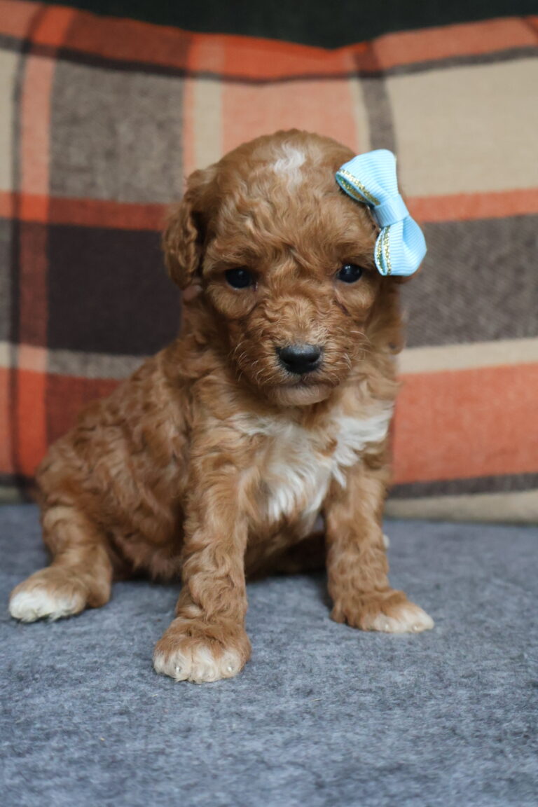 Rosie