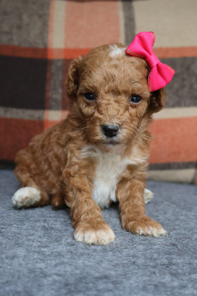 Penny