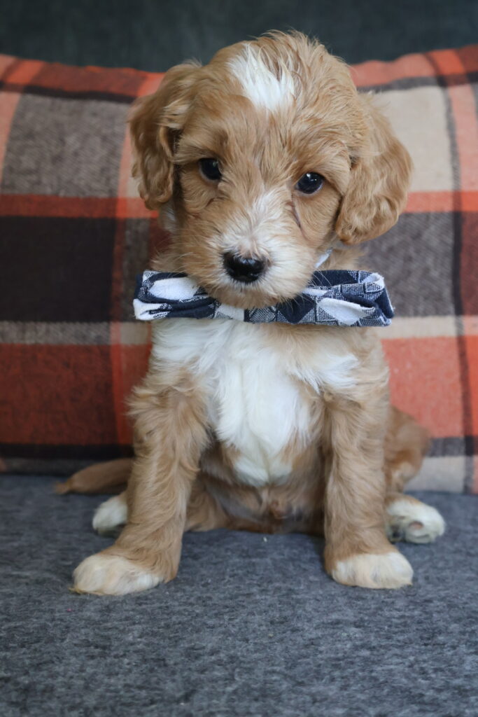 Oliver