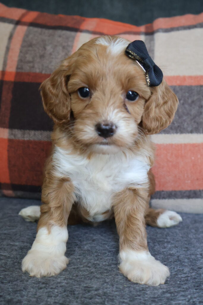 Daisy
