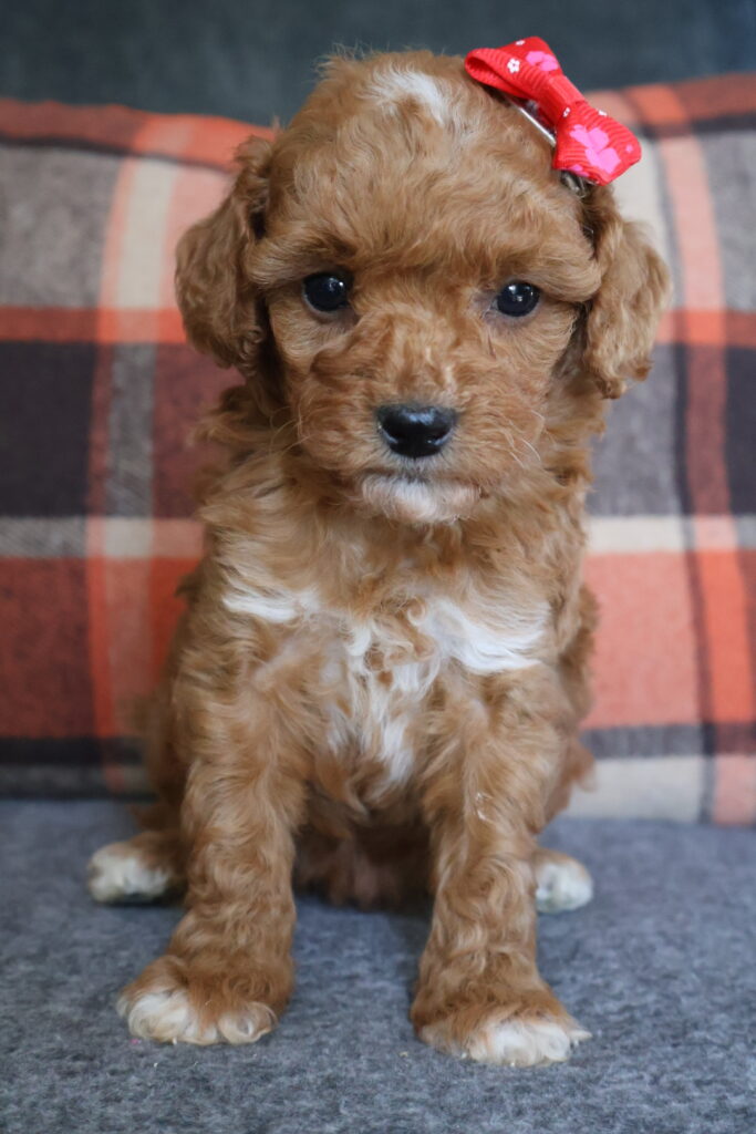 Rosie