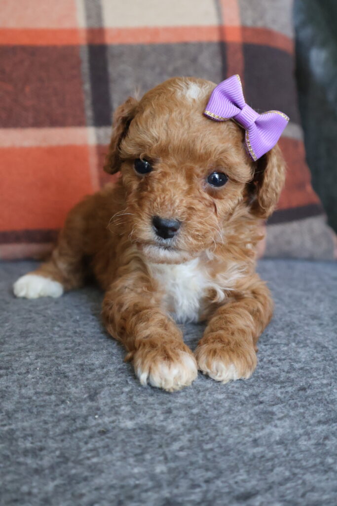 Penny
