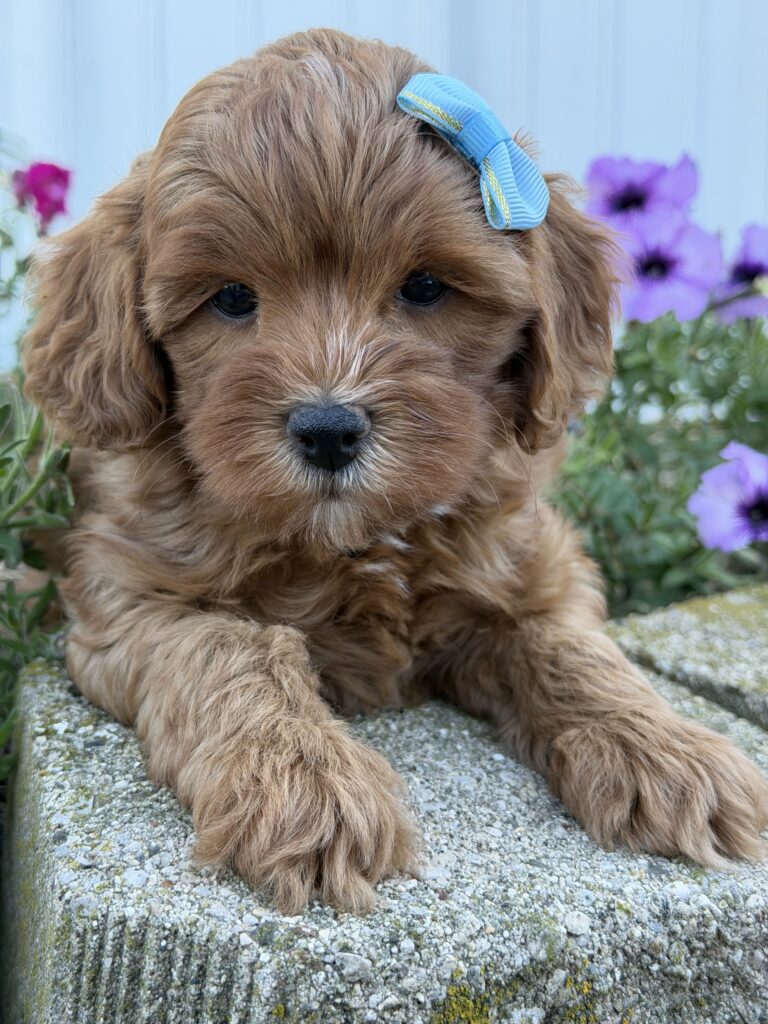 Hazel