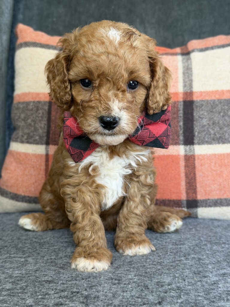 Teddy